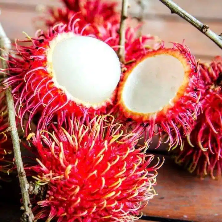 Rambutan Cuttings - 5 Live 5-6" Cuttings, Nephelium lappaceum, Tropical Fruit Tree