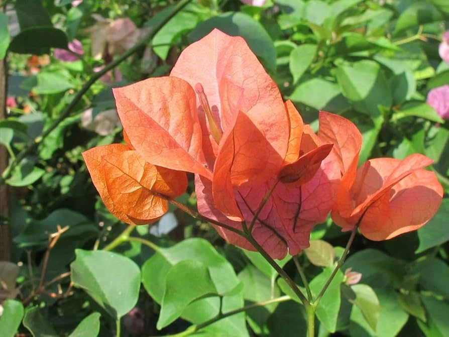 Bougainvillea Orange King Live Plant 1-2 Ft Tall in 3-Gal Pot Orange Blooms USDA Zones 9-11