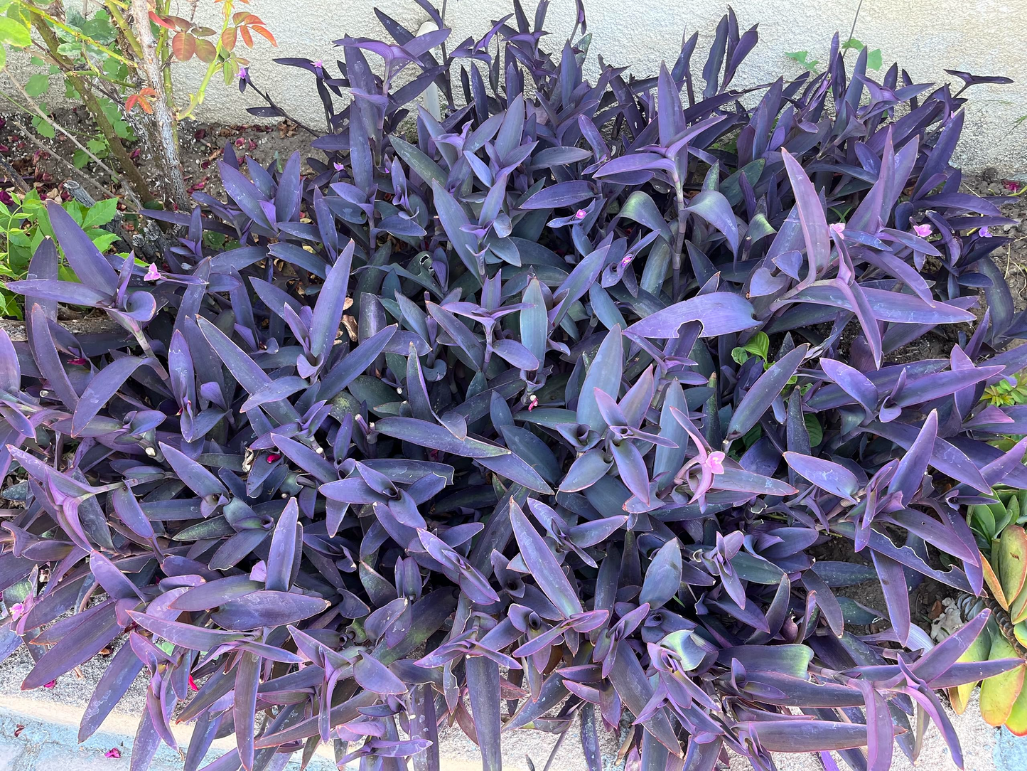 Tradescantia pallida Cuttings - 10 Count - Purple Heart Plant - 4-6" Length