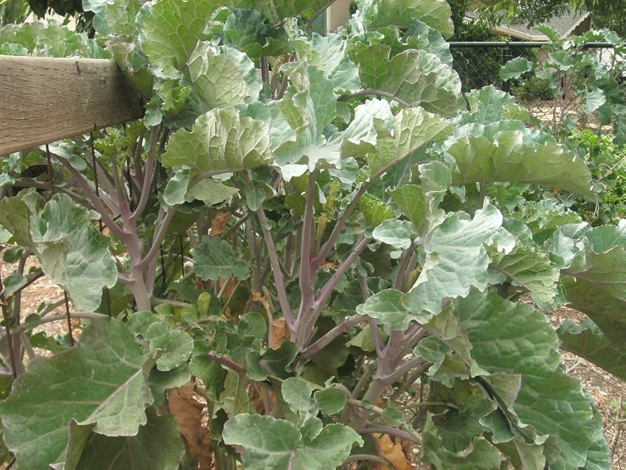Purple Tree Collard Cuttings - 3 Live Cuttings, Brassica oleracea, Perennial Vegetable