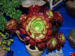 Red Aeonium 'Jack Catlin' Cuttings (12) - 6" Tall Unrooted - Drought-Tolerant Succulent - Indoor/Outdoor
