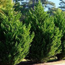 Leyland Cypress Cuttings - 10 Pack - Fast Growing Privacy Screen - Evergreen Hedge - Zones 6-10 -