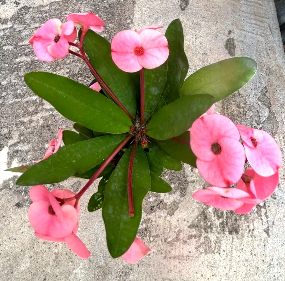 Euphorbia milii Cuttings, Thai Hybrid Crown of Thorns, Pink Flowers, Rooted Stem, USDA Zones 9-11