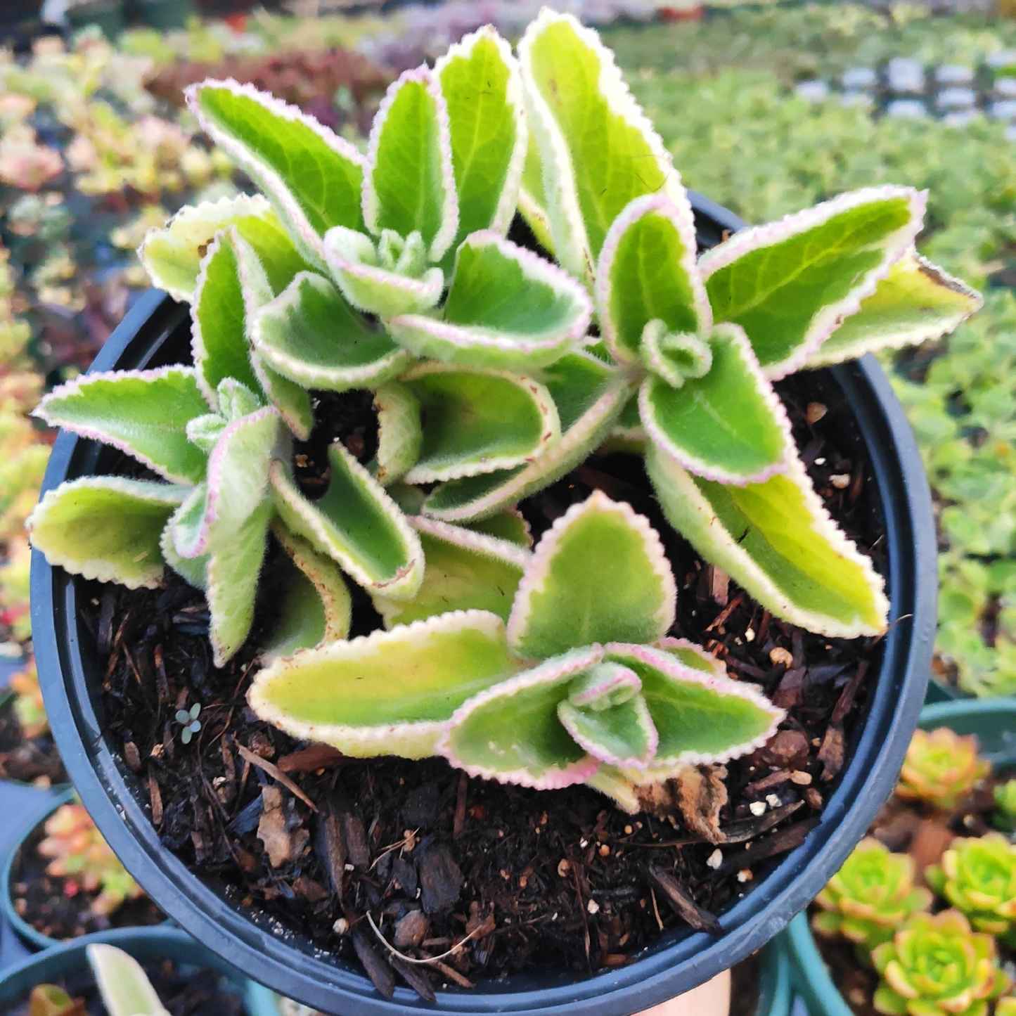 Cuban Oregano Cuttings, Plectranthus amboinicus, 6 Unrooted Stems, Edible Herb, USDA Zones 9-11