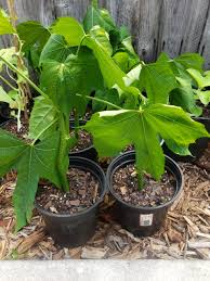 Maple Leaf Chaya Cuttings - SM Flat Rate Box (12-15 Pcs), Superfood Spinach Tree, Drought-Resistant, Easy to Grow, Nutrient-Rich Leaves