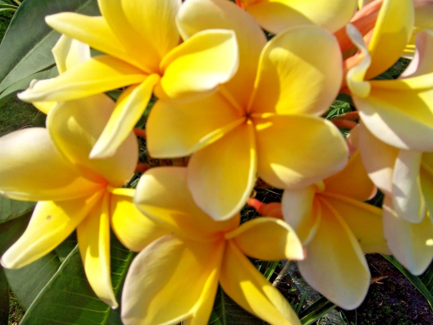 Yellow Plumeria Cutting - Fragrant Lei Flower, Tropical Plant, Freshly Cut, Fast Rooting, Zones 9-11, Container or Garden, Grower's Guide Included