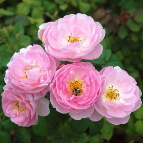 Scepter'd Isle Rose, 3 Unrooted Cuttings, 6" Long, Apricot-Pink Flowers, USDA Zones 5-9