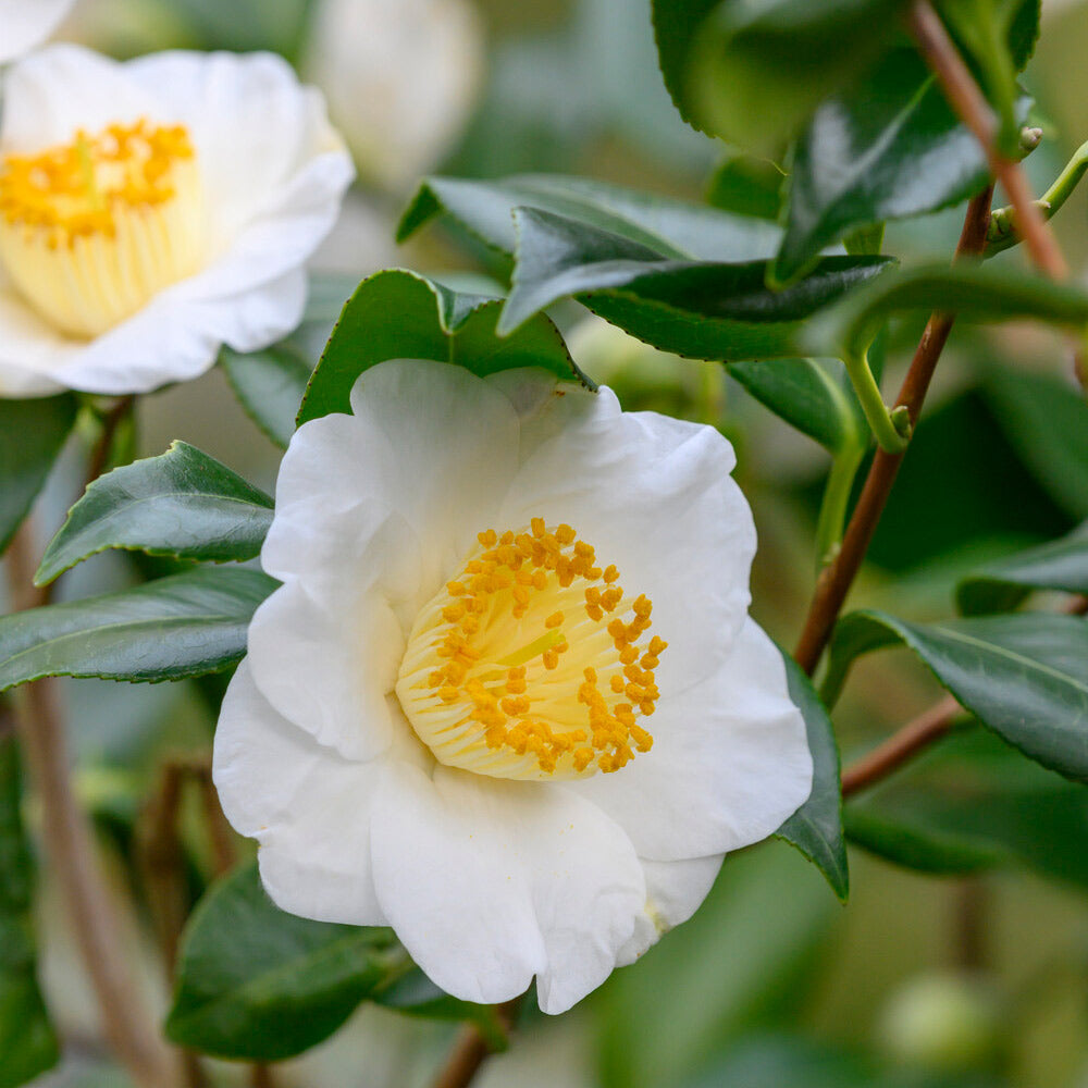 Camellia sinensis Cuttings - 6 Count - Cold Hardy Tea Plant - Zone 6b