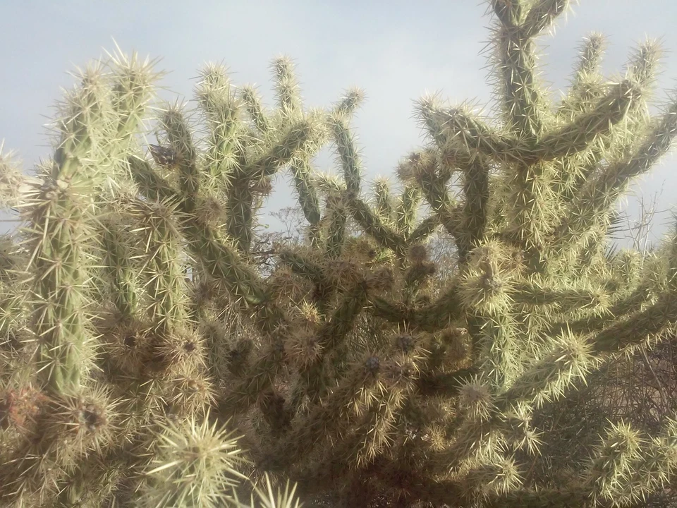 Cholla Cactus Cuttings - Cylindropuntia fulgida - 2 Fresh 6" Branches - Desert Succulent - Jumping Cholla