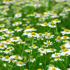 Chamaemelum nobile Seeds - 100 Count - Roman Chamomile - Perennial Ground Cover