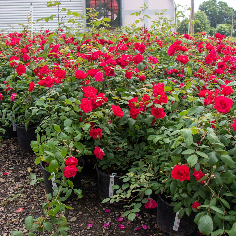 Rosa 'Blaze Improved' Climbing Rose, 6 Rooted Cuttings, Deciduous Vine, USDA Zones 5-9, Full Sun