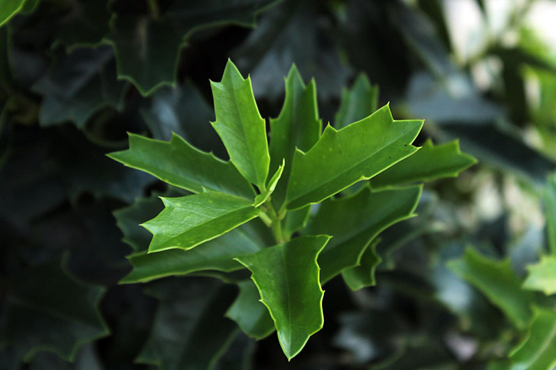 1 Oak Leaf Holly Unrooted Cutting | Ilex Latifolia | Evergreen Shrub for Gardening | Hardy Holly Cutting for Planting