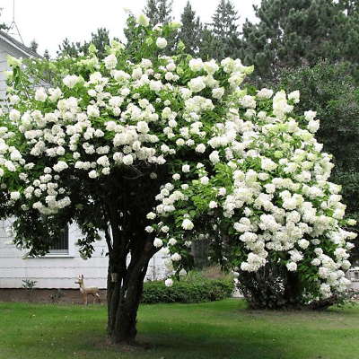 1 Japanese Snowball Viburnum - Viburnum plicatum | 12–18” Bare Root Shrub | Starter Landscape Plant with White Spring Blooms