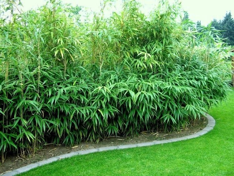 7 Fresh Root Clippings ā Green Arrow Japanese Running Bamboo | Organic, Cold-Hardy, Privacy Wall Plant