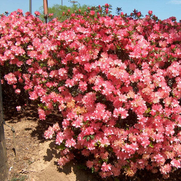 Hampton Beauty Azalea Rhododendron - Deciduous Starter Plant, 2-8 Inches Tall, in Nursery Pot