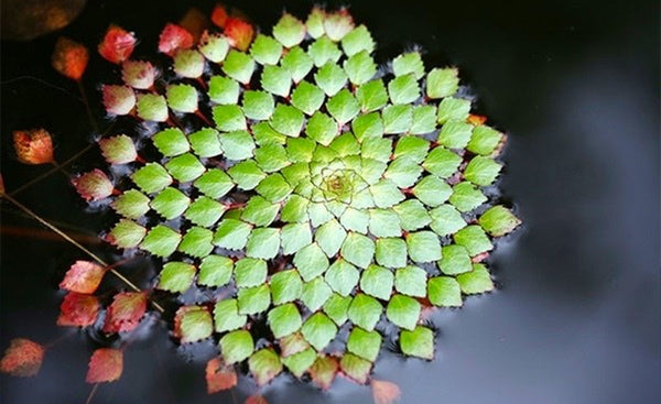 Water Mosaic Plant Cuttings (4) - Ludwigia sedioides - Floating Aquatic Plant