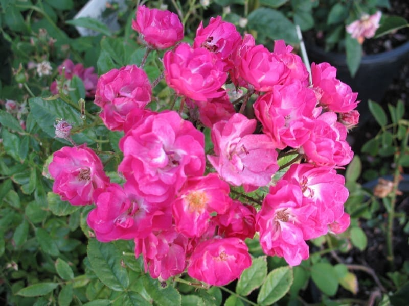 Pink Madame Norbert Levavasseur Cuttings - 4 Fresh Unrooted Stems - Container or Ground Planting