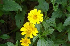 Wedelia Trilobata Plants, 100 Rooted Vines, Yellow-Orange Flowers, Ground Cover, USDA Zones 8-11, Fast Growing