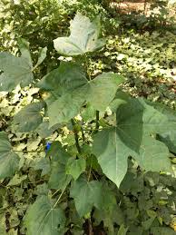 Chaya Tree Cuttings - 3 Live 6-8 Inch Stems, Cnidoscolus aconitifolius, Mayan Spinach, Tropical Edible Plant, Fast Growing