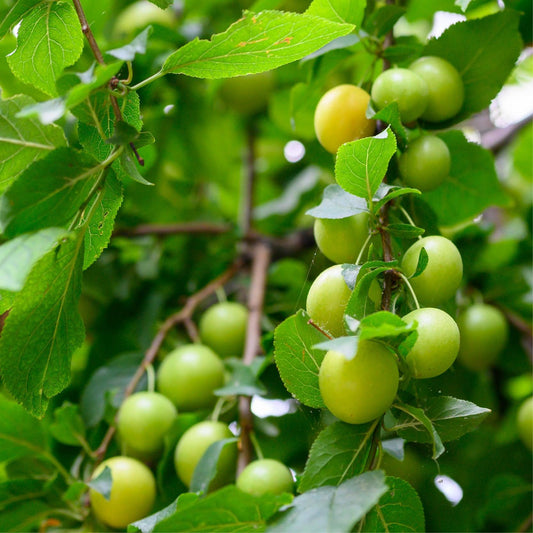 Prunus salicina Cuttings - 4 Count - Japanese Yellow Plum - Fruit Tree Propagation