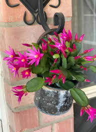 3 Pink Easter Cactus Cuttings 2+ Segments Spring Cactus Rhipsalidopsis Unrooted