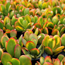 5 Cuttings Crassula Ovata Hummels Sunset Golden Jade Plant Succulent 3-4 Inches