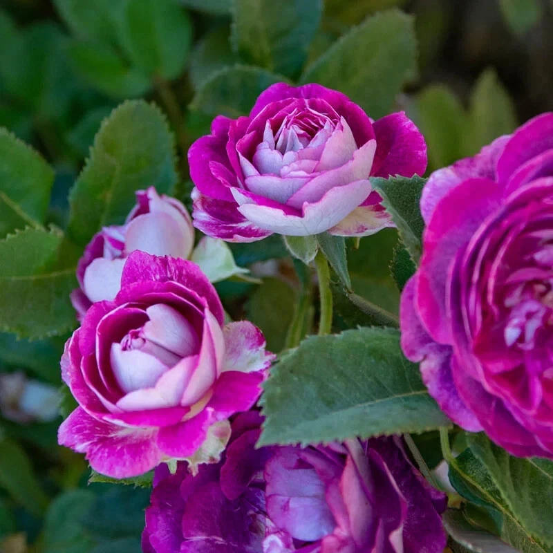 Cosmic Cloud Rose Cuttings, 3 Fresh Stems, Velvety Pink-White Flowers, Unrooted