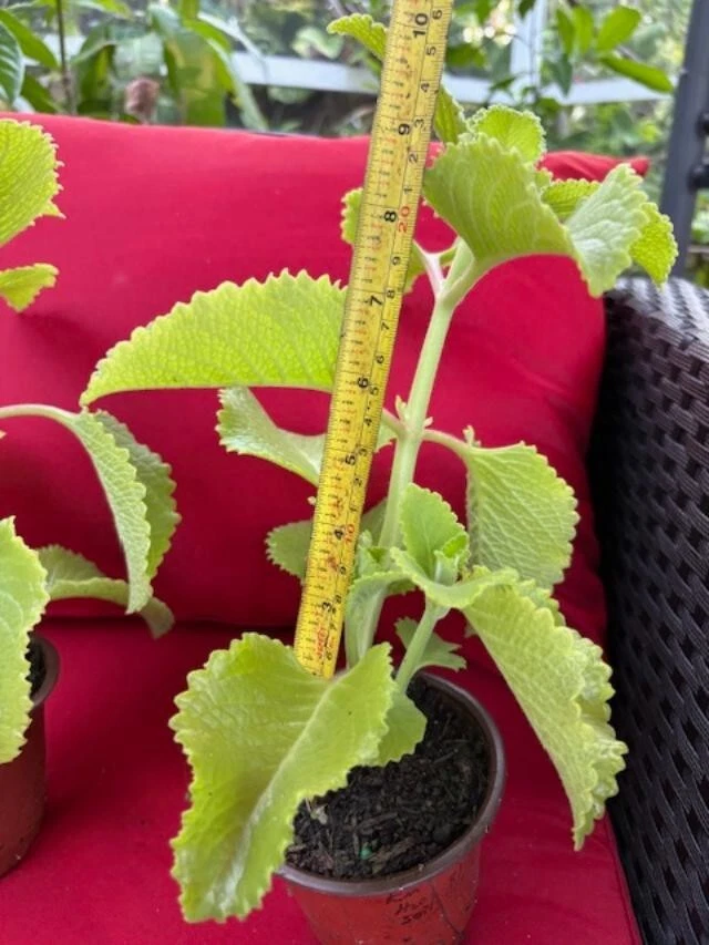 Plectranthus amboinicus Cuttings - Cuban Oregano - Spanish Thyme - 3 Extra Cuttings - Fragrant Herb