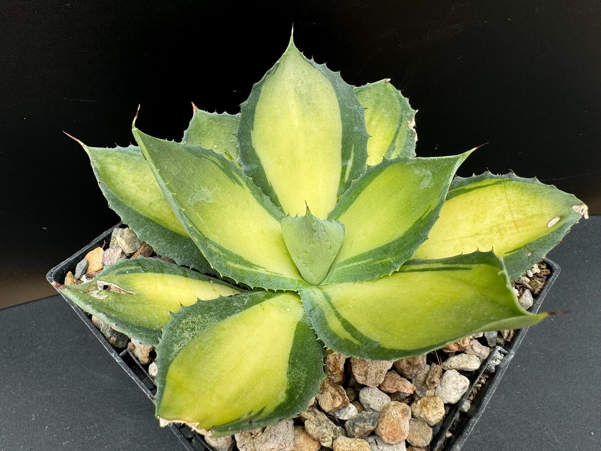 RARE Agave Rum Runner Hybrid - Collector's Specimen, Japanese Mutation, Red Thorns & Yellow-Green Rosette, Zone 8+, Patio Showpiece