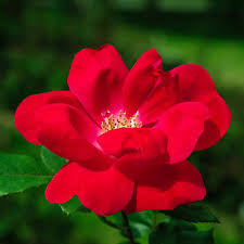 Knock Out Rose Cuttings - 3 Live 6" Unrooted Cuttings, Red Flowering Shrub