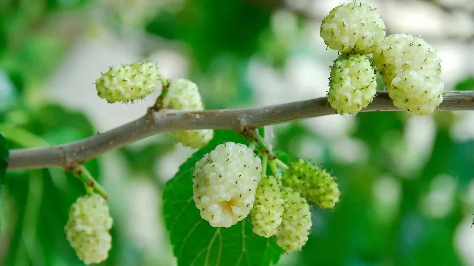 Pakistan White Mulberry Cuttings (10) - Morus alba - 6-8" Grafting/Rooting - Zones 5-9