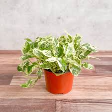 Pothos Pearls and Jade Cuttings - 3 Live Cuttings, Epipremnum aureum, Variegated Indoor Houseplant