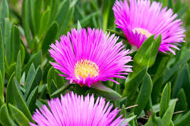 Delosperma Cuttings, 5 Stem Pieces, Purple-Pink Ground Cover, Drought Tolerant Succulent, USDA Zones 6-9