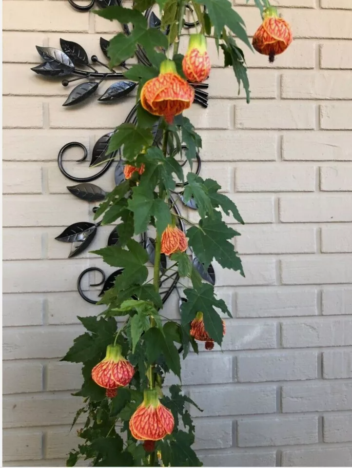 Tiger Eye Abutilon Starter Plant - Small Rooted Flowering Maple, Unique Orange Blooms, Houseplant or Patio, 4" Pot