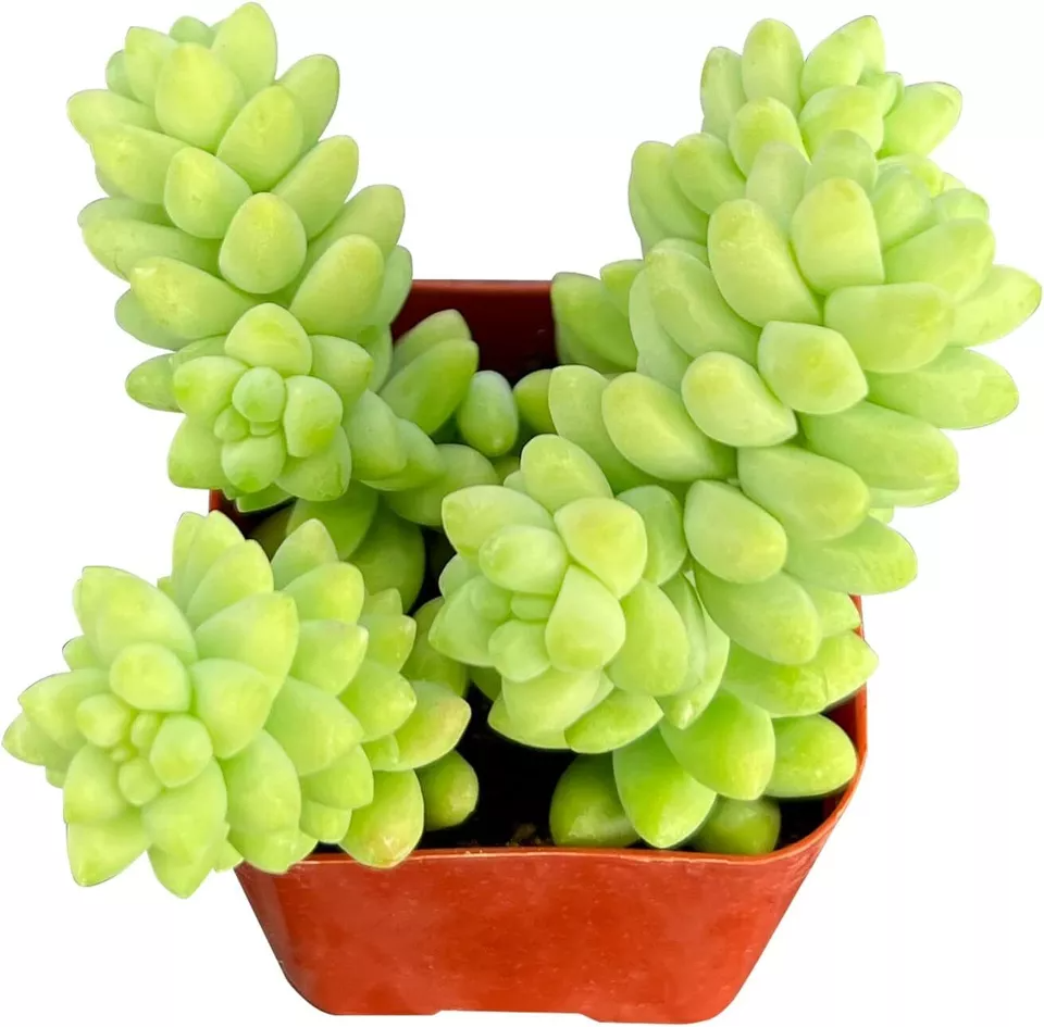 Sedum morganianum Plants, 4 Potted Burro's Tail, 2-3 Stems per Pot, Trailing Succulent, USDA Zones 10-11