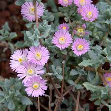 Oscularia deltoides Cuttings, 10 Unrooted Stems, Blue-Gray Succulent, Drought Tolerant, USDA Zones 9-11