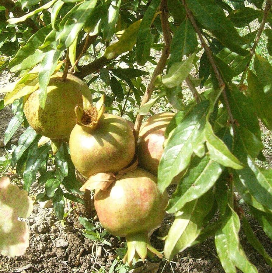 White Pomegranate Cuttings, Punica granatum, 10 Hardwood Stems, 8-10", USDA Zones 8-11