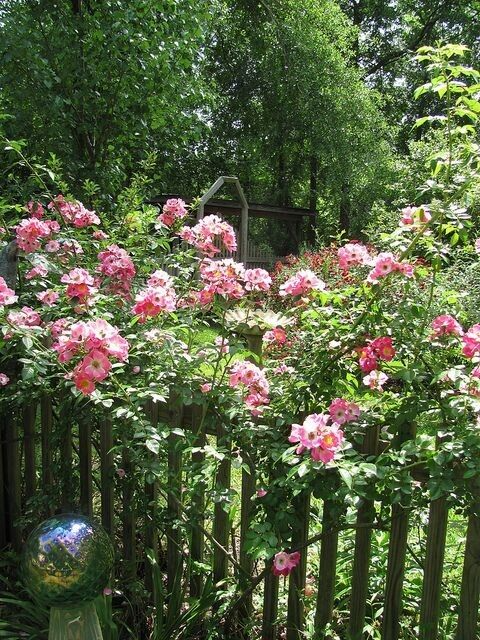 8 Unrooted Cuttings Southern Climbing Rose Heirloom Pink Blooms Fast Growing