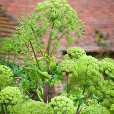 Angelica archangelica Seeds - 50 Count - Norwegian Angelica - Biennial Herb - Zone 4-7
