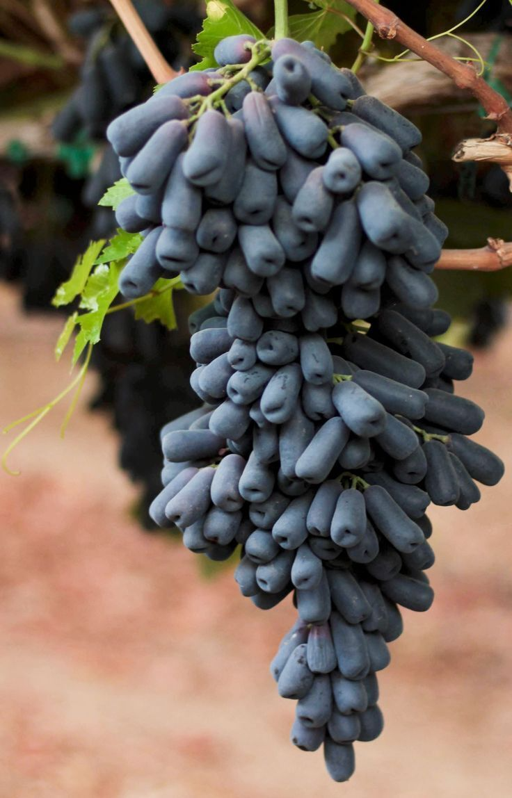 Grape Vitis 'Moon Drops' Cuttings, 3 Unrooted Vine Cuttings, Table Grape