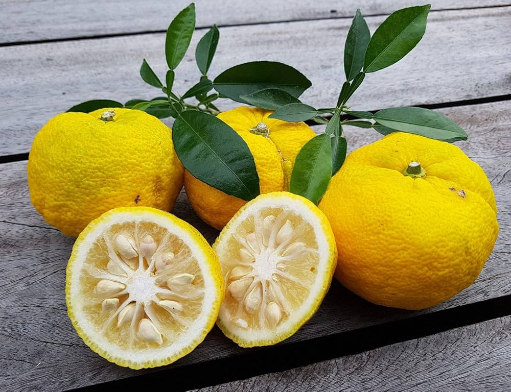 Citrus junos Cuttings - 4 Count - Yuzu - Cold Hardy Citrus - Fragrant Fruit