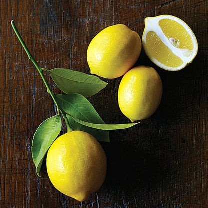 Lemon Tree Cuttings - 6 Live 8-11" Cuttings, Citrus limon, Grafting/Rooting