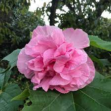 Confederate Rose Cuttings - 15 Live Cuttings, Hibiscus mutabilis, Color-Changing Flowers