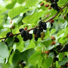 Illinois Everbearing Mulberry Cuttings - 5 Live 6-10" Scion Wood, Morus spp., Fruit Tree Propagation