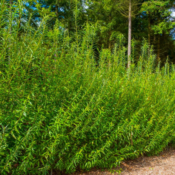 25 Hybrid Willow Tree Cuttings - 10 Inch Unrooted - Fast Growing Privacy Hedge - Erosion Control