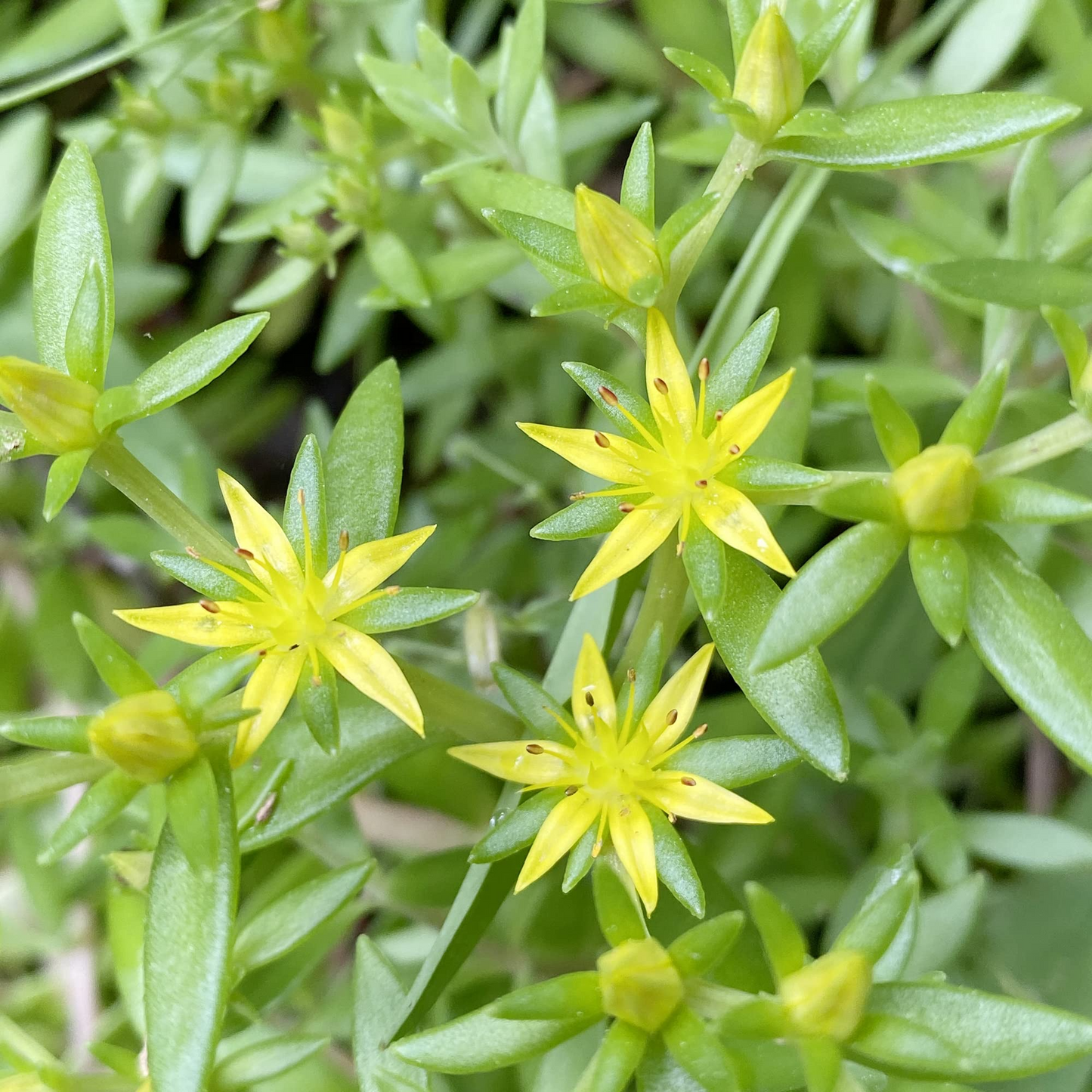 Gold Moss Sedum Cuttings - 20 Live Cuttings, Sedum sarmentosum, Perennial Ground Cover
