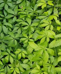 Jiaogulan Live Plants (Gynostemma pentaphyllum), 5 Rooted Plants, Perennial Vine, Indoor/Outdoor