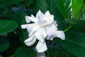 12 Unrooted Cuttings Old Southern Gardenia, 63-Year-Old Plant, Fragrant Flowers, Ideal for Propagation, Grow Your Own Gardenia Plant