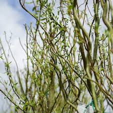 Corkscrew Willow Cuttings, Salix matsudana, 10 Live Stems, Curly Branches, USDA Zones 3-10, Fast Growing