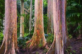 40 Rainbow Eucalyptus Seeds (Eucalyptus deglupta) - Vibrant Colorful Gum Tree, Fast-Growing, Tropical Evergreen, Unique Landscaping Plant
